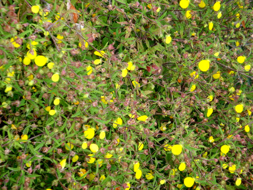 Flowers from the Garden of Linnaeus.